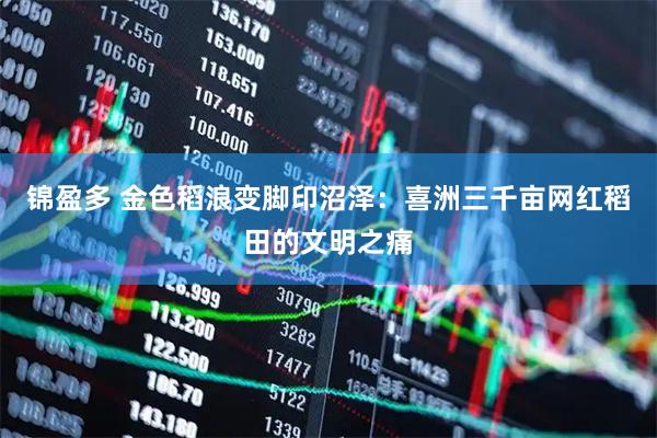 锦盈多 金色稻浪变脚印沼泽：喜洲三千亩网红稻田的文明之痛
