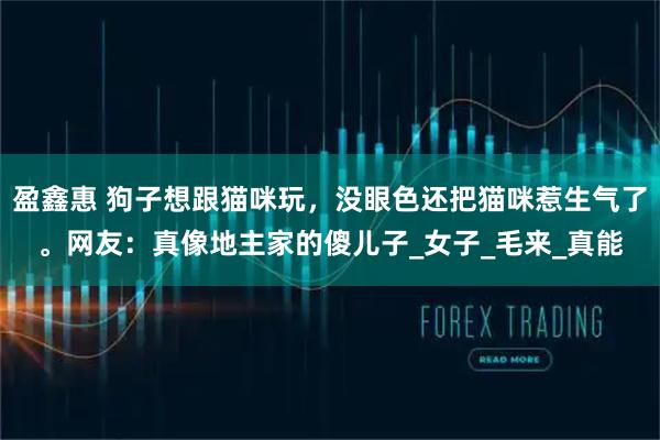 盈鑫惠 狗子想跟猫咪玩，没眼色还把猫咪惹生气了。网友：真像地主家的傻儿子_女子_毛来_真能